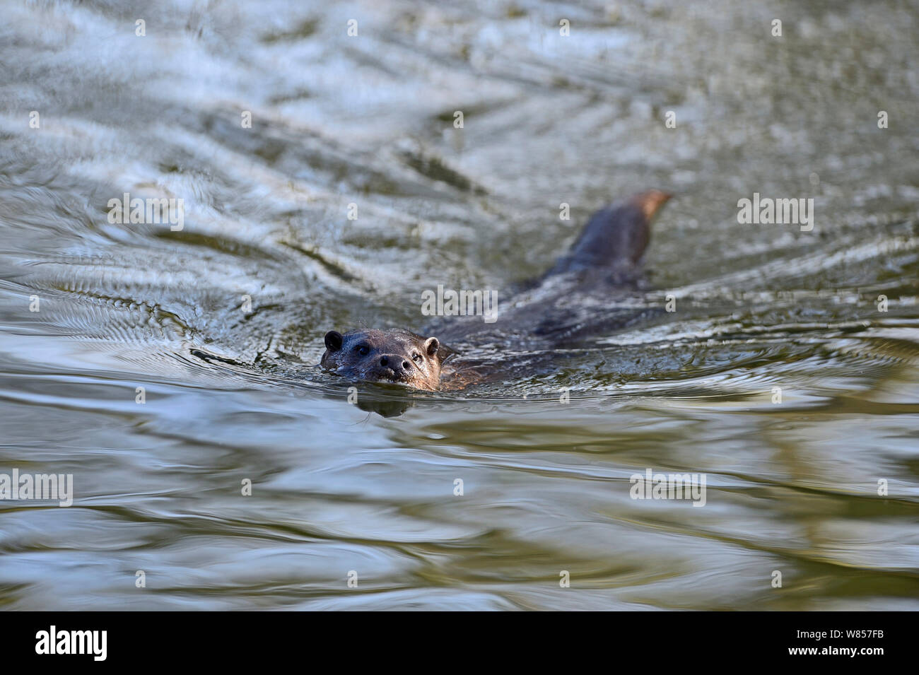 Rivière européenne loutre (Lutra lutra) à surface de l'eau. River Thet, Norfolk, UK, mars. Banque D'Images