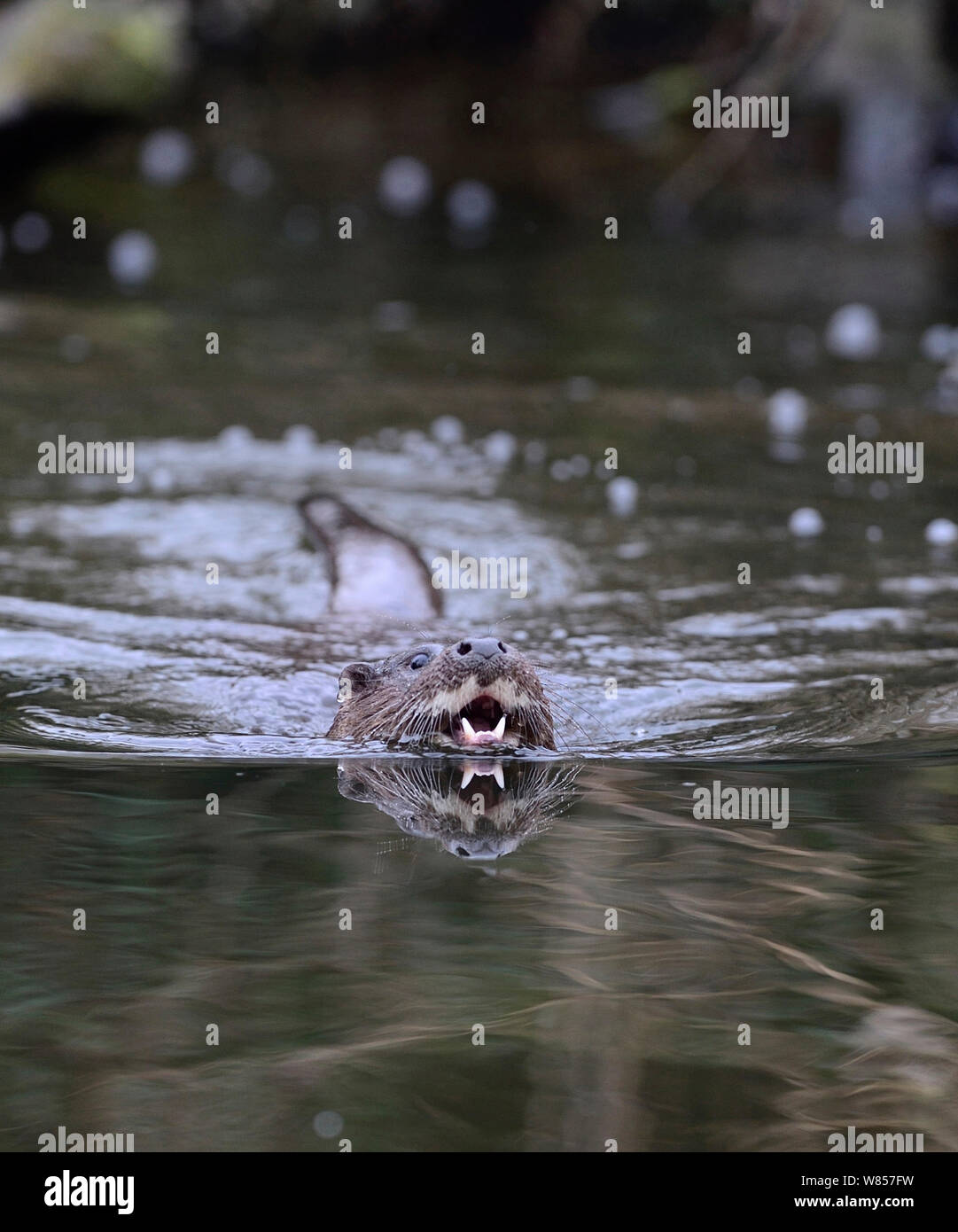 Rivière européenne loutre (Lutra lutra) dans l'eau avec dents en compte. River Thet, Norfolk, UK, mars. Banque D'Images