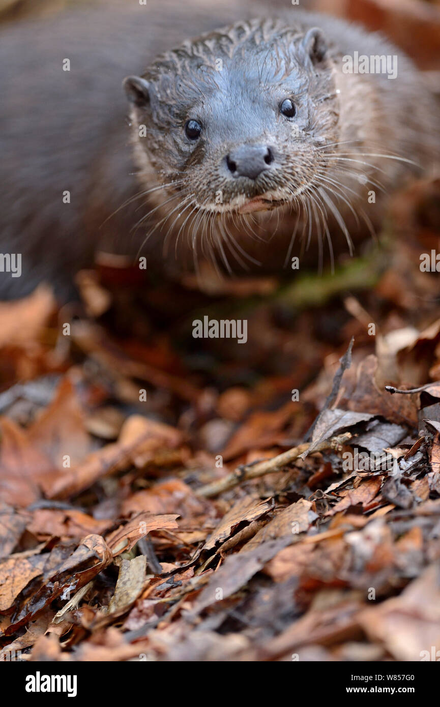 Rivière européenne loutre (Lutra lutra) portrait. River Thet, Norfolk, UK, mars. Banque D'Images