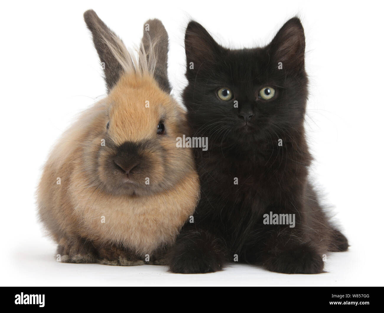 Chaton noir moelleux, 9 semaines, et jeune lapin. Banque D'Images