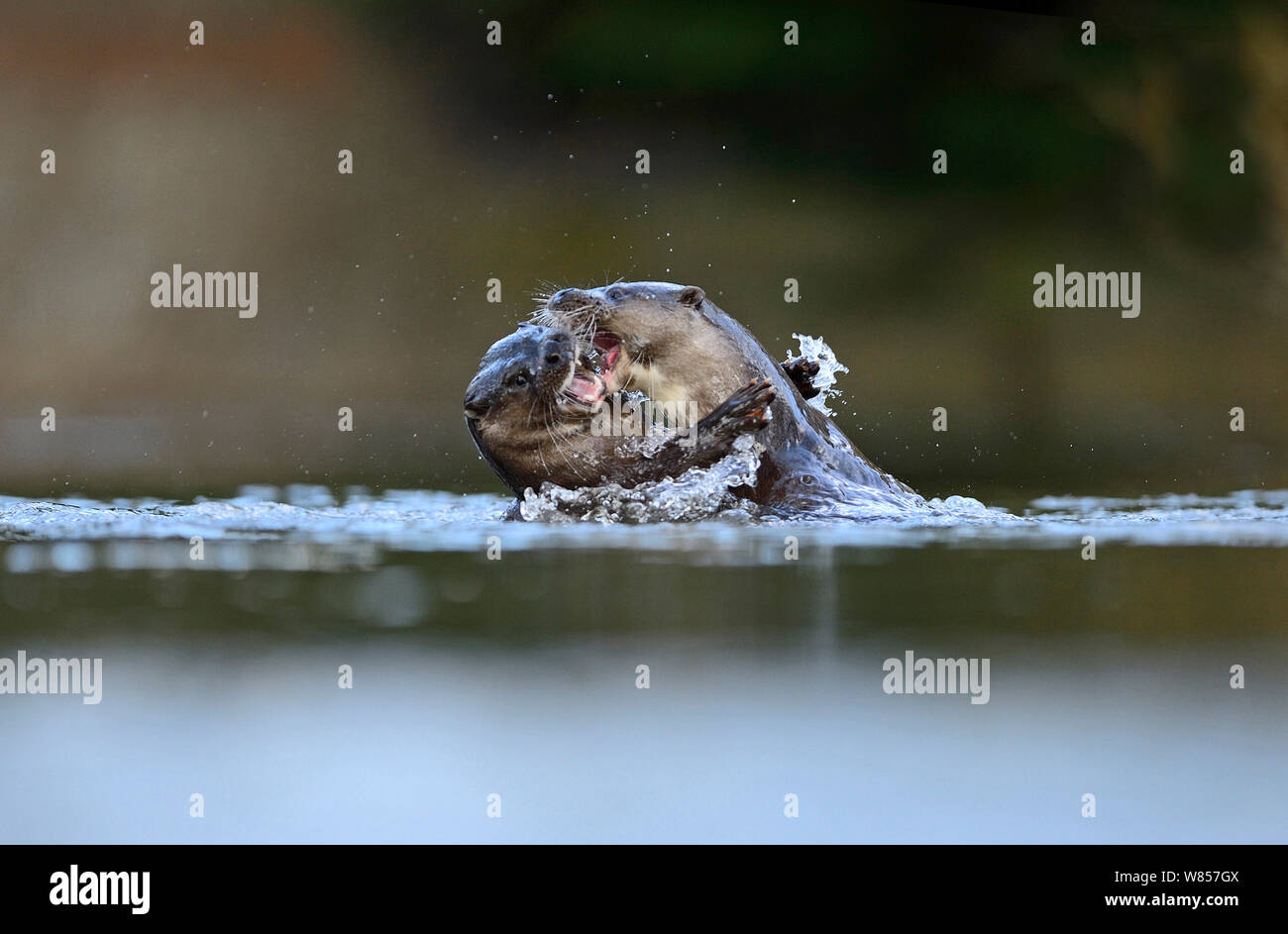 Loutre d'Europe (Lutra lutra) jeunes adultes autour de 1 ans jouer les combats dans l'eau. River Thet, Thetford, Norfolk, UK, mars. Banque D'Images