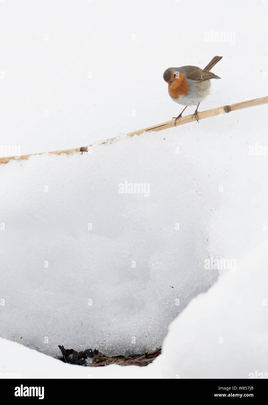 Robin (Erithacus rubecula aux abords) perché sur canne de bambou dans la neige, l'OTU, Finlande, Avril Banque D'Images