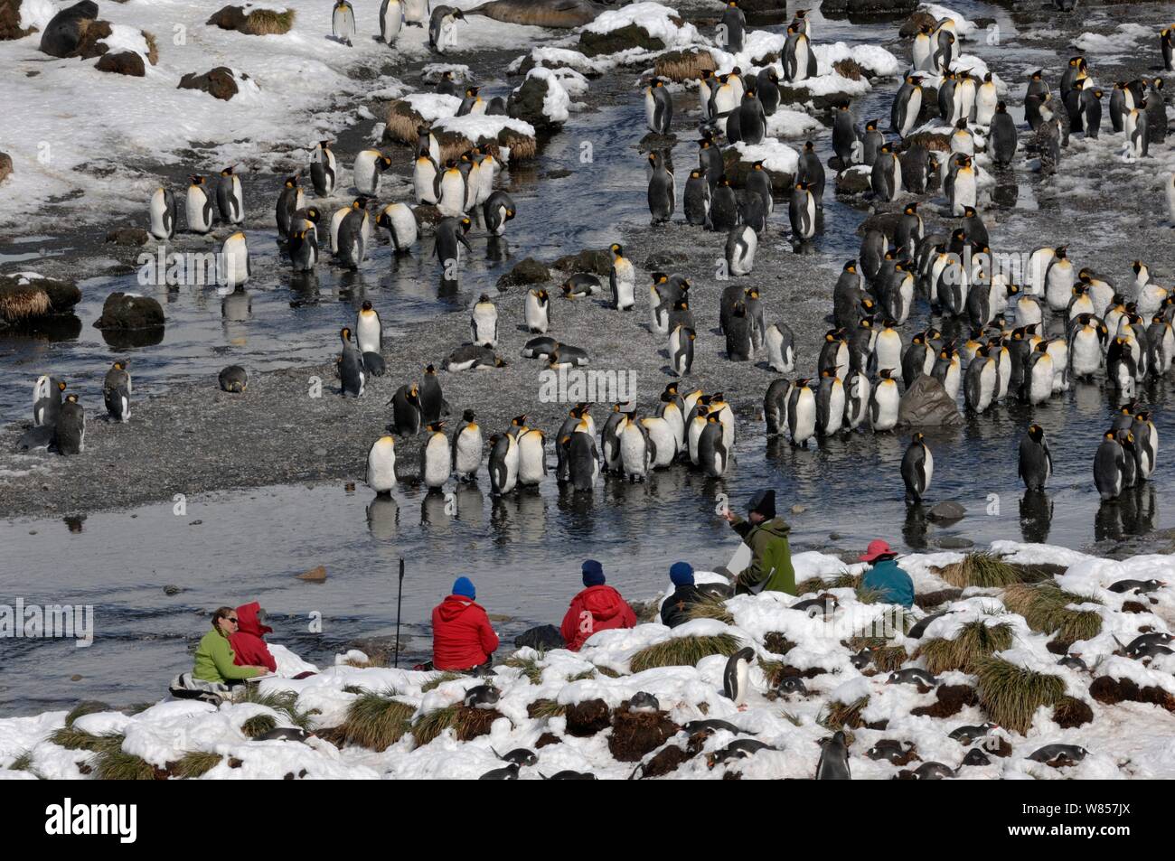 Les artistes d'un navire de croisière guidée peinture King penguins (Aptenodytes patagonicus) Géorgie du Sud, Novembre 2006 Banque D'Images