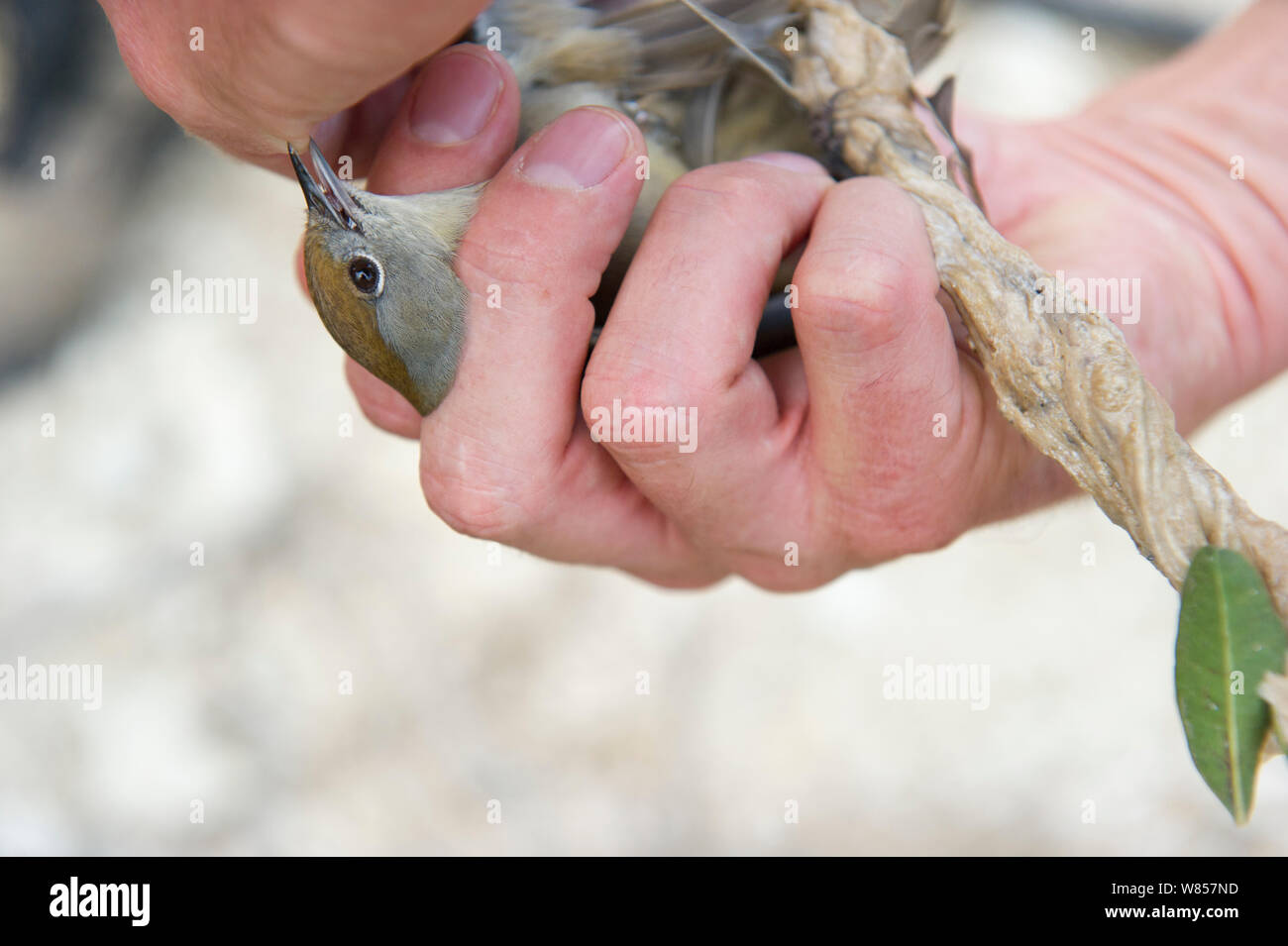 Blackcap (Sylvia atricapilla) tenue en avait après avoir été emprisonné illégalement sur limestick pour utilisation comme ambelopulia, un plat traditionnel d'oiseaux chanteurs Chypre, Septembre 2011 Banque D'Images