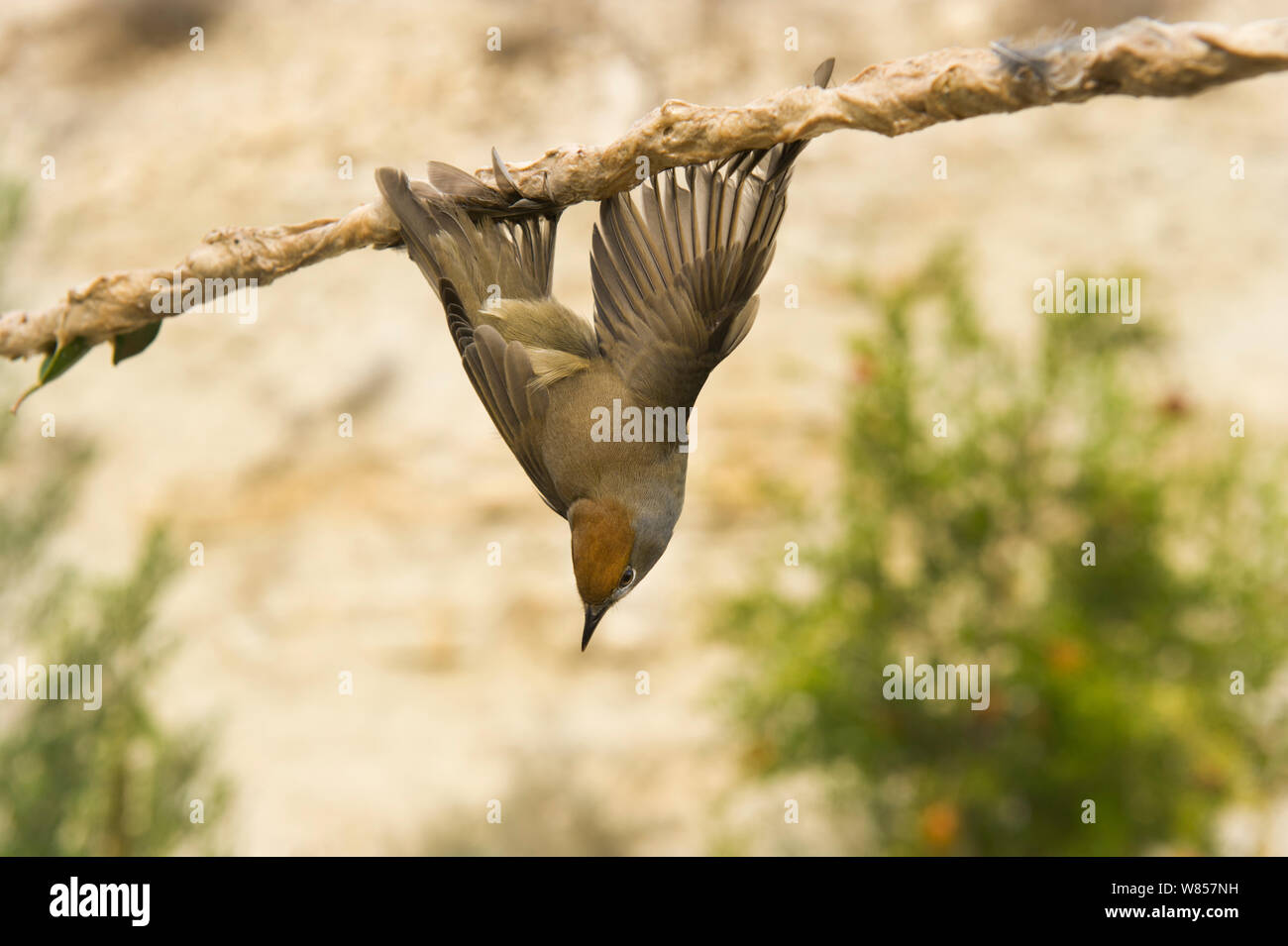 Blackcap (Sylvia atricapilla) emprisonné illégalement sur limestick pour utilisation comme ambelopulia, un plat traditionnel d'oiseaux chanteurs Chypre, Septembre 2011 Banque D'Images