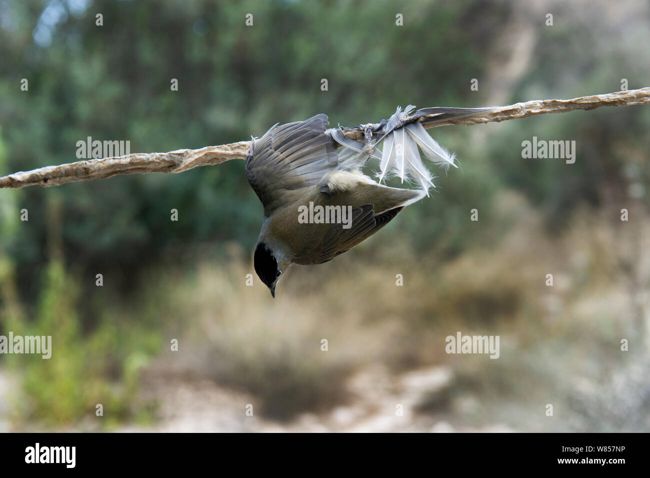 Blackcap (Sylvia atricapilla) emprisonné illégalement sur limestick pour utilisation comme ambelopulia, un plat traditionnel d'oiseaux chanteurs Chypre, Septembre 2011 Banque D'Images