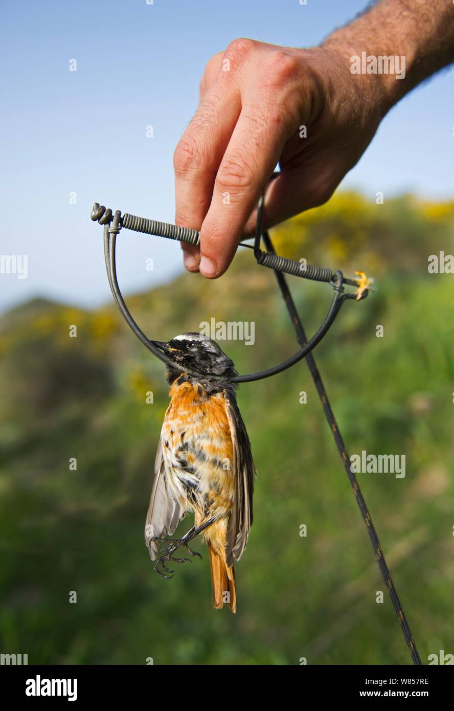 Paruline flamboyante (Phoenicurus phoenicurus) hommes migrants pris au piège de printemps (également connu sous le nom de clap trap piège ou sep) Ponza, Italie, avril 2012 Banque D'Images