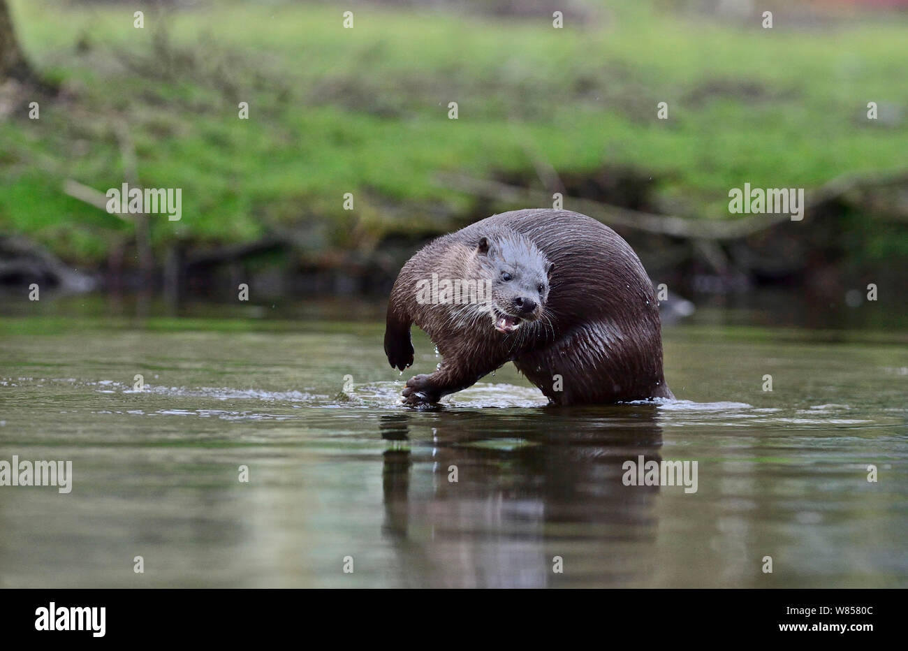 Rivière à la loutre (Lutra lutra) sur la rivière Thet, Thetford, Norfolk, Mars Banque D'Images