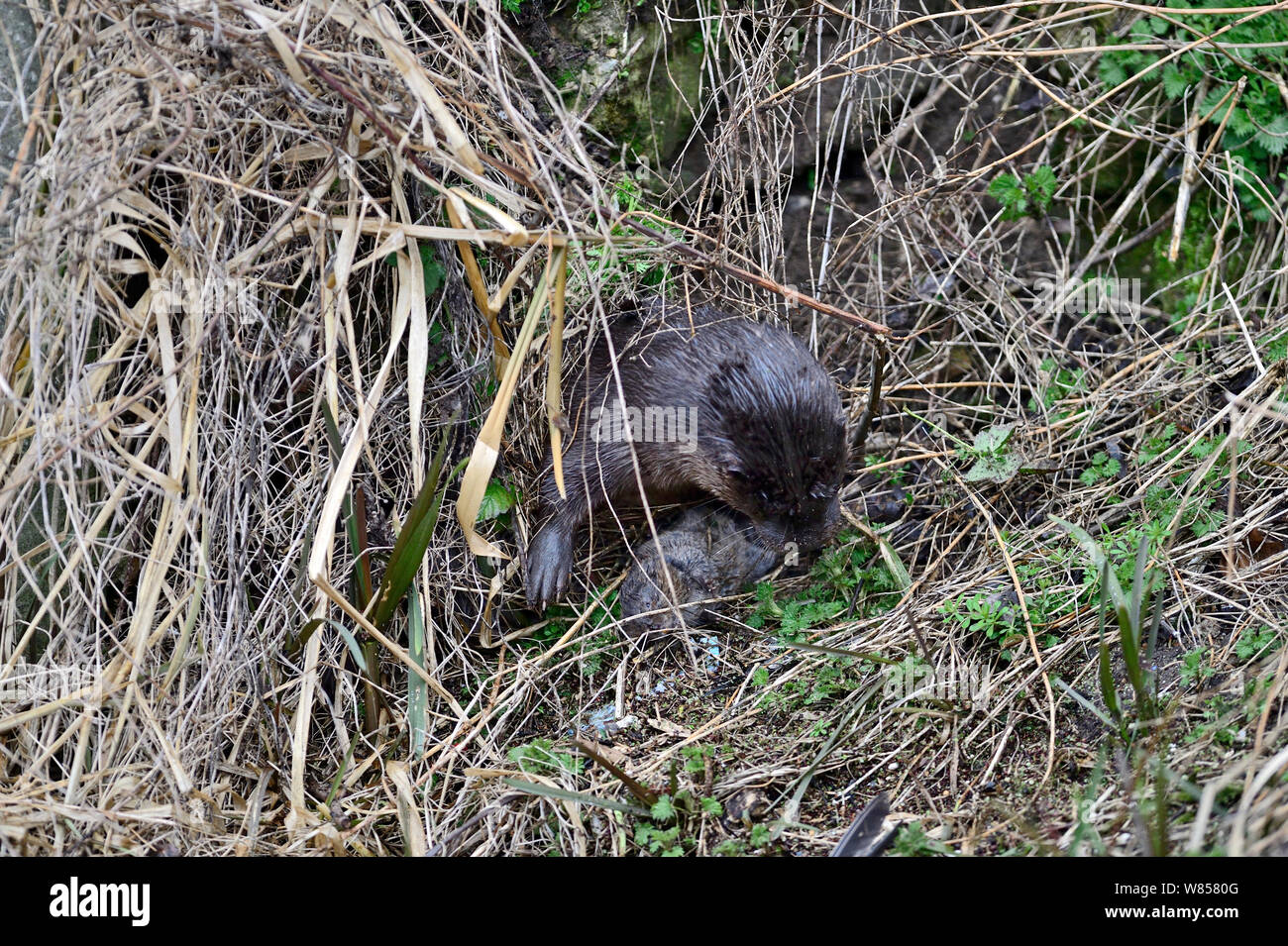 Rivière à la loutre (Lutra lutra) prendre des campagnols de l'eau sur les rives de la rivière Thet, Thetford, Norfolk, Mars Banque D'Images