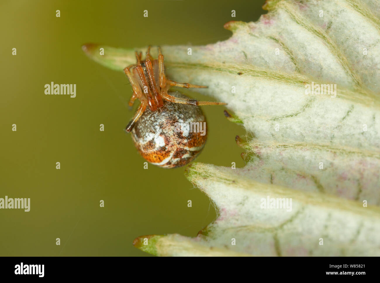 Spider web d'échafaudage (Archaearanea lunata) sur feuille, England, UK, juin Banque D'Images