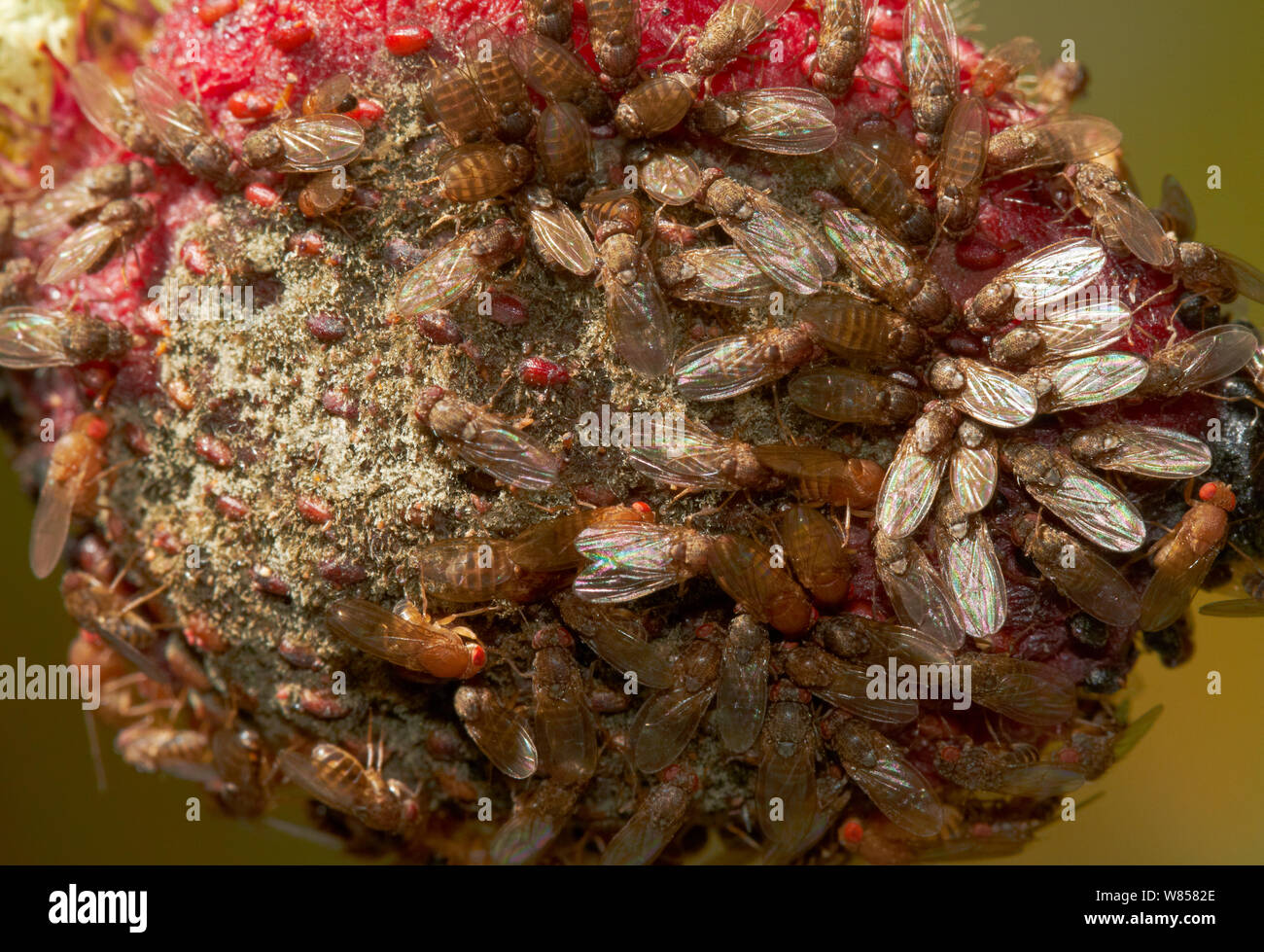 Les mouches à fruits (Drosophila melanogaster) sur la fraise en décomposition, England, UK, Août Banque D'Images