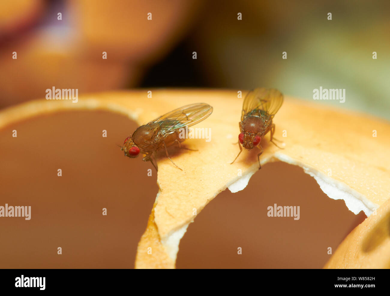 Les mouches à fruits (Drosophila melanogaster) sur l'egg-shell, England, UK, Août Banque D'Images