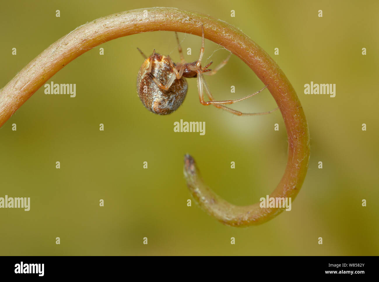Spider web d'échafaudage, (Archaearanea Theridid lunata) une araignée, England, UK, avril Banque D'Images