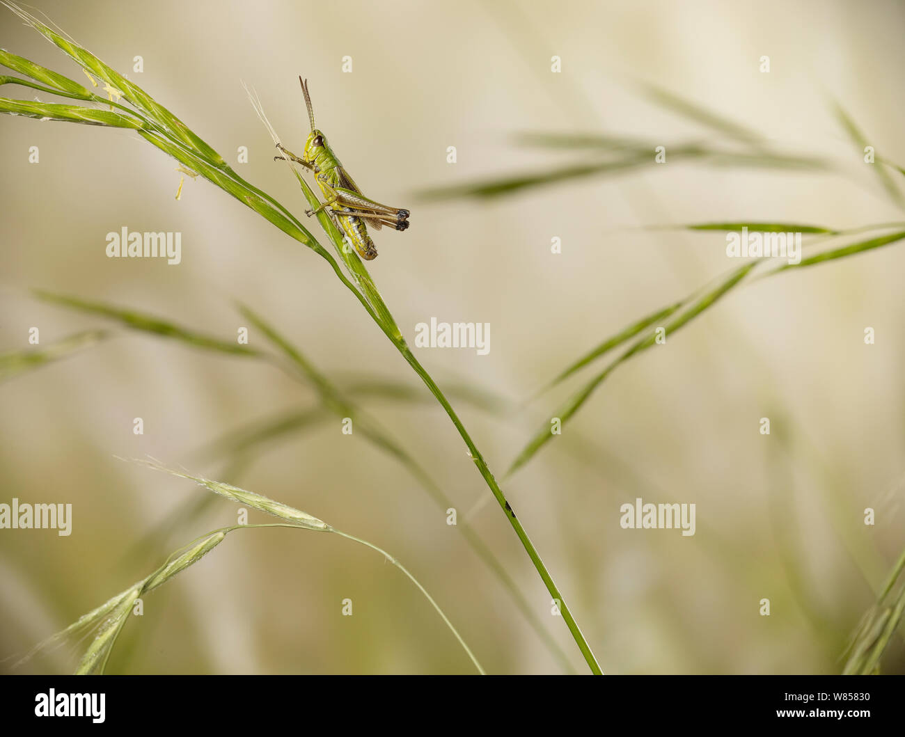 Meadow Court-horned sauterelle (Chorthippus parallelus) reposant sur l'herbe, l'Angleterre, l'Europe, UK Banque D'Images