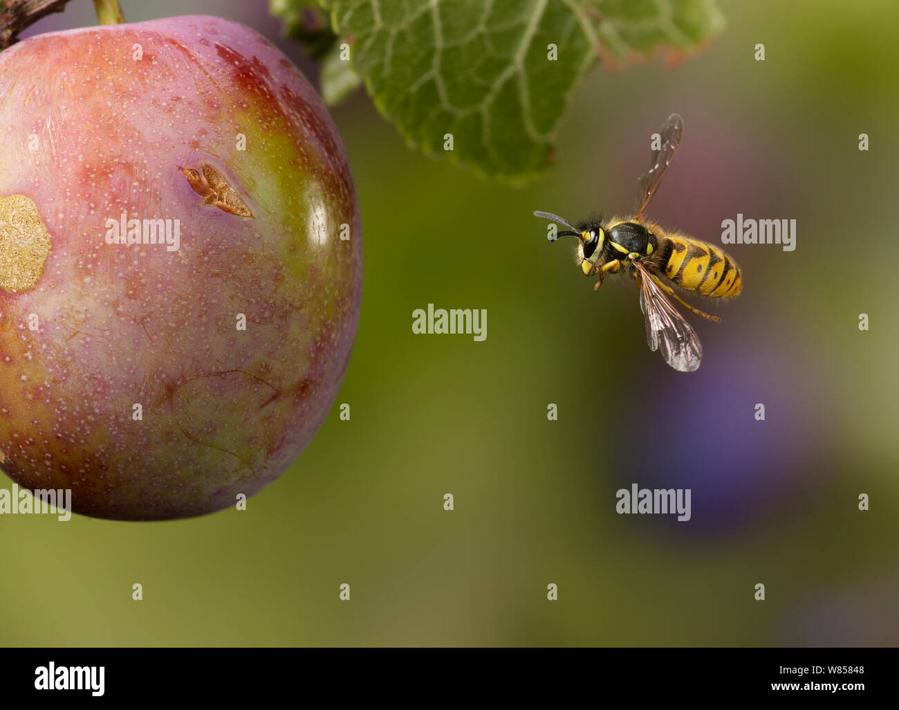Guêpe commune (Vespula Vulgaris), volant autour de la prune, des conditions contrôlées, UK Banque D'Images