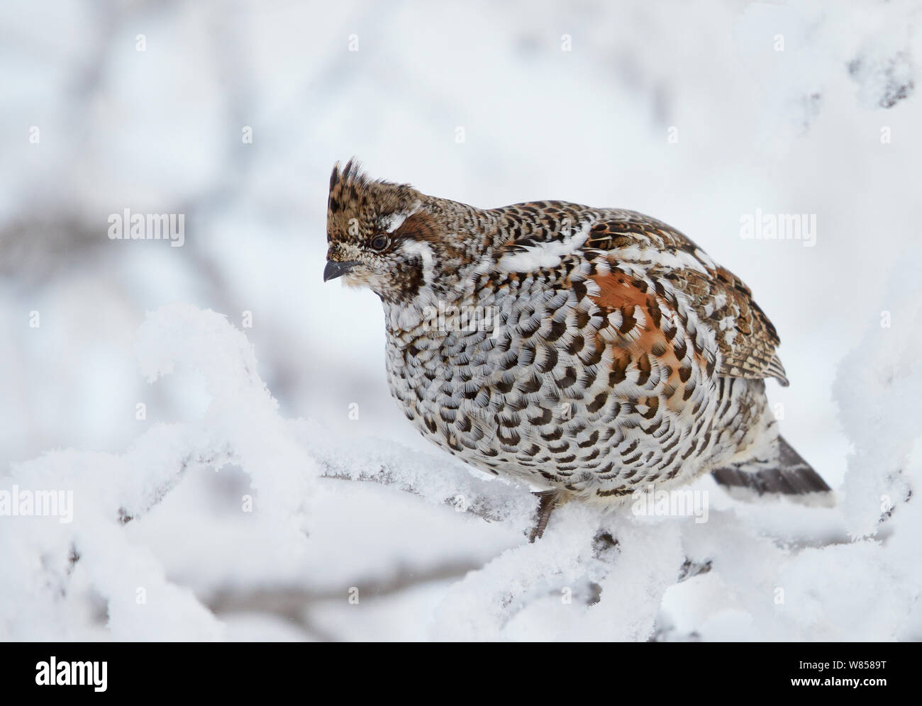 Les gélinottes (Tetrastes Bonasia bonasia) / femelle on snowy branch, Kuusamo, Finlande, janvier Banque D'Images