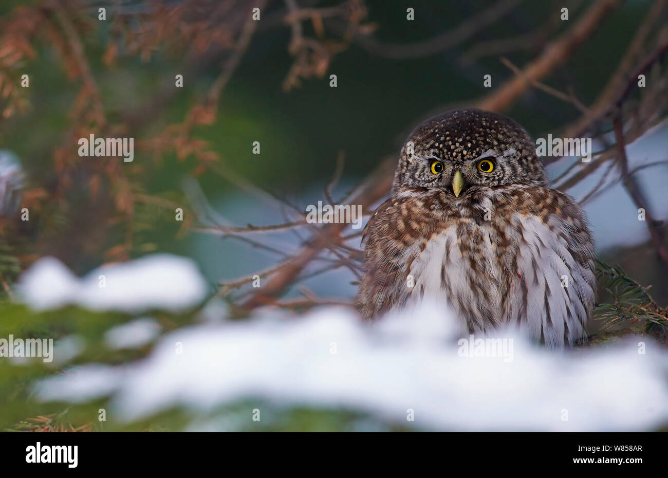 Chouette naine Glaucidium passerinum) (sur le sol, avec la neige, Helsinki, Finlande, janvier Banque D'Images