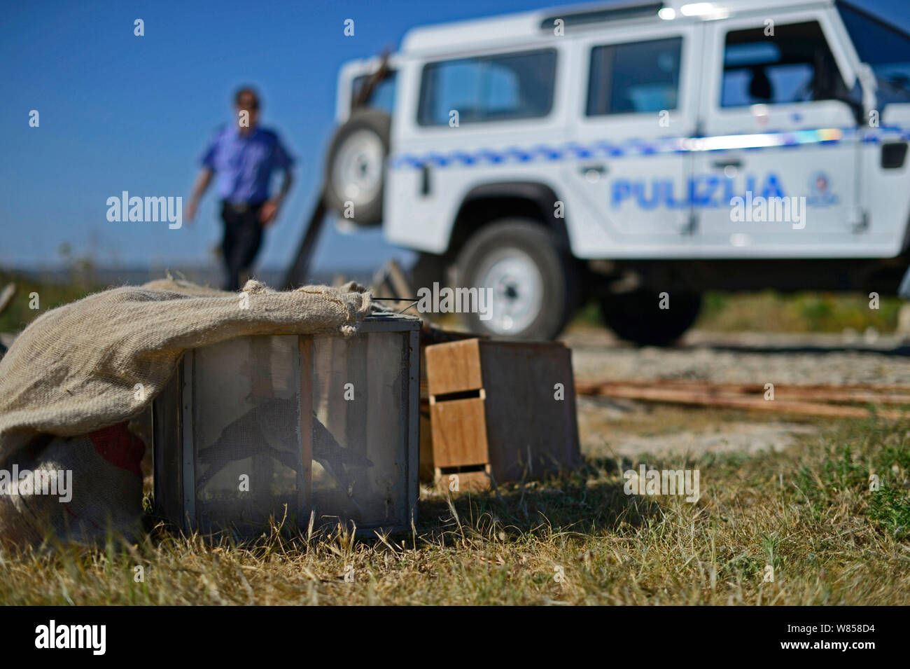 Application du droit administratif (ALE) avec la police a confisqué tourterelles (Streptopelia turtur) et l'équipement de dove secteur de piégeage, au cours de BirdLife Malte Springwatch Camp, Avril 2013 Banque D'Images