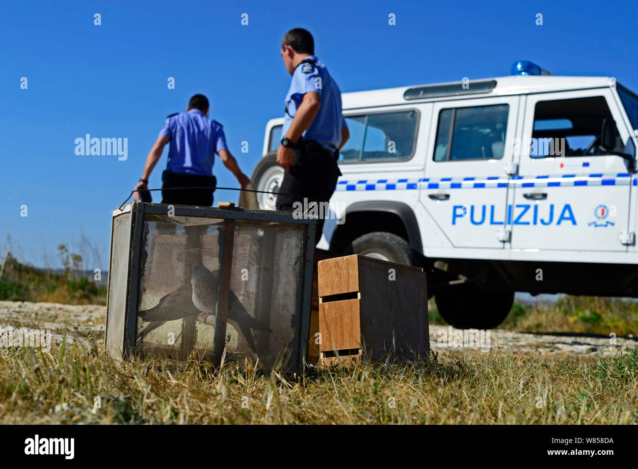 Application du droit administratif (ALE) avec la police a confisqué tourterelles (Streptopelia turtur) et l'équipement de dove secteur de piégeage, au cours de BirdLife Malte Springwatch Camp, Avril 2013 Banque D'Images
