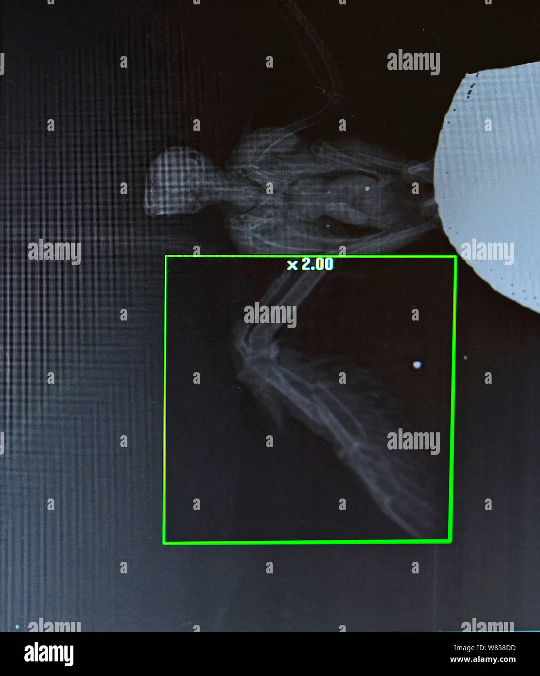 X-ray de hobby (Falco subbuteo) montrant l'aile fracturée et tourné dans le d'être touchés par l'arrêt Hunter, lors de BirdLife Malte Springwatch Camp, à Malte, en avril 2013 Banque D'Images