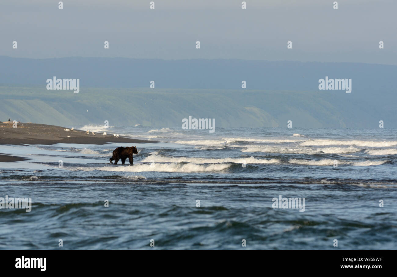 Kamchatka (Ours brun Ursus arctos beringianus) sur la côte du Pacifique du Kamchatka. La réserve naturelle de Kronotsky Zapovednik, péninsule du Kamchatka, Extrême-Orient russe, juillet. Banque D'Images
