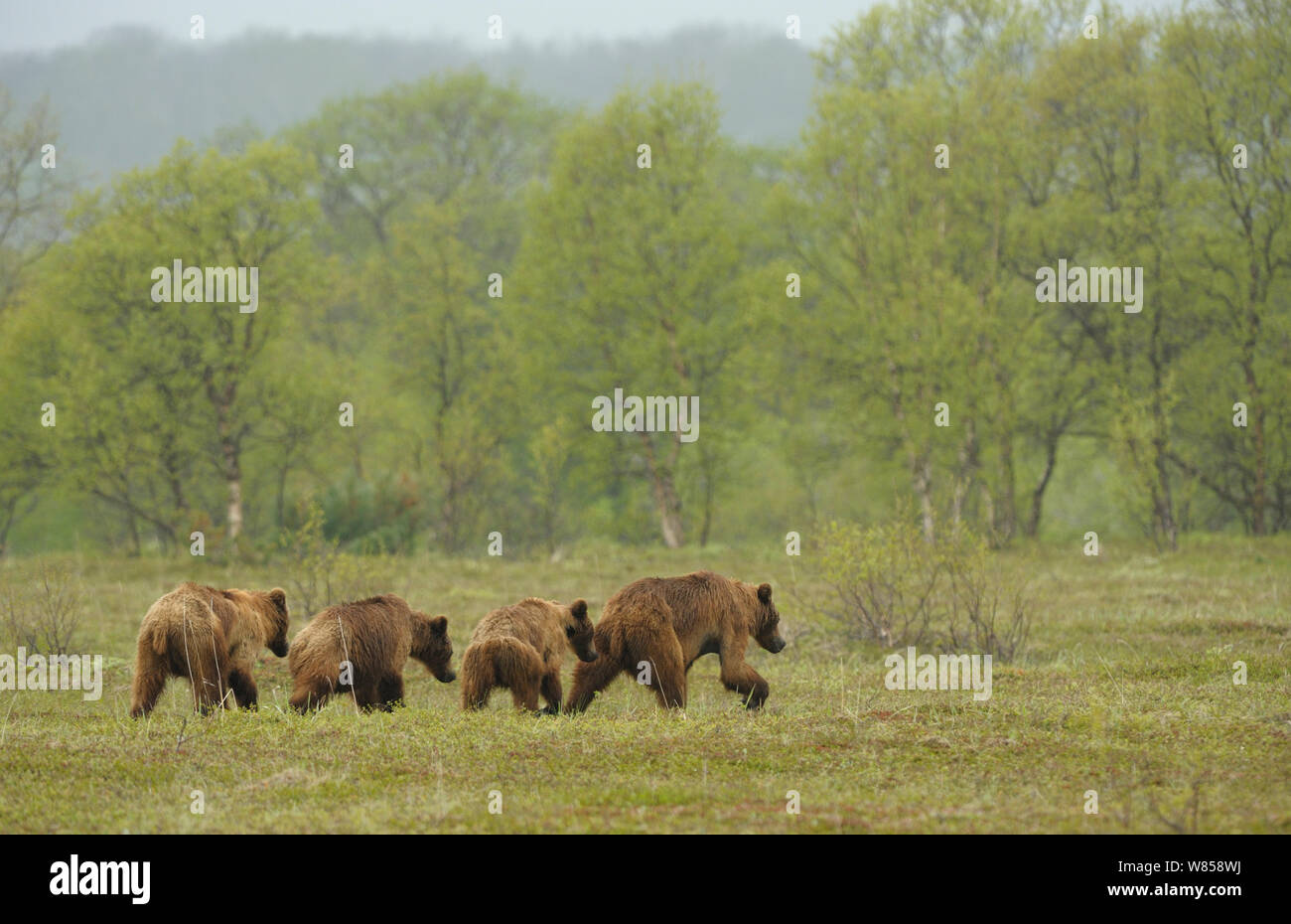 Kamchatka femelle brown bear (Ursus arctos beringianus) menant ses trois jeunes oursons. La réserve naturelle de Kronotsky Zapovednik, péninsule du Kamchatka, Extrême-Orient russe, juillet. Banque D'Images