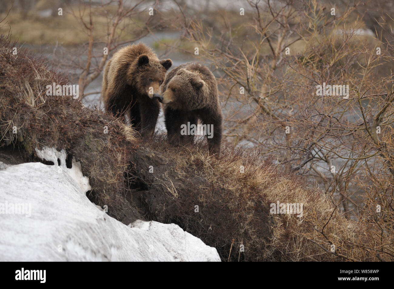 L'ours brun du Kamtchatka (Ursus arctos beringianus) de l'interaction. La réserve naturelle de Kronotsky Zapovednik, péninsule du Kamchatka, Extrême-Orient russe, juillet. Banque D'Images