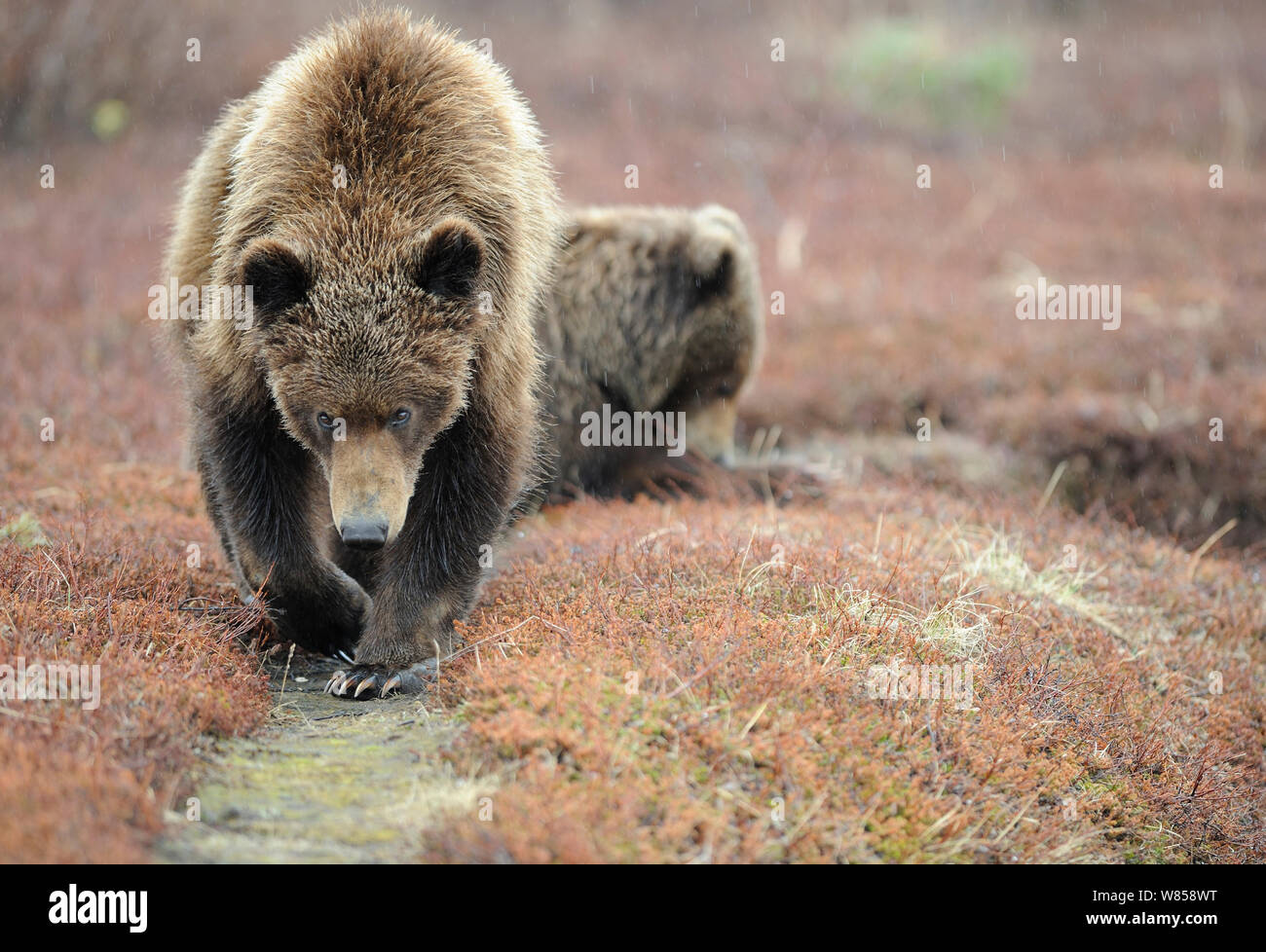 L'ours brun du Kamtchatka (Ursus arctos beringianus) sur un sentier. La réserve naturelle de Kronotsky Zapovednik, péninsule du Kamchatka, Extrême-Orient russe, juin. Banque D'Images