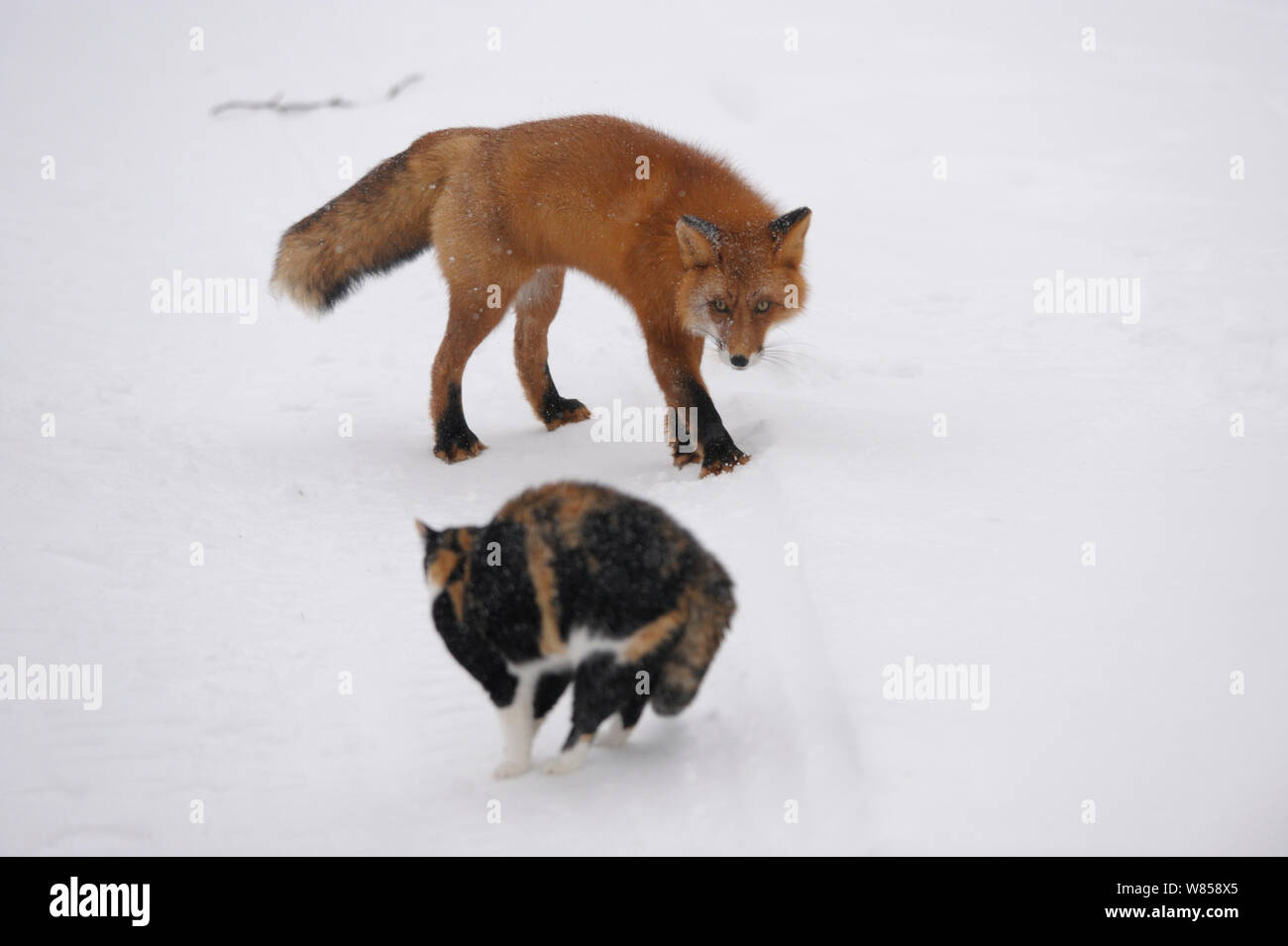 Chat Renard Banque De Photographies Et D Images A Haute Resolution Alamy