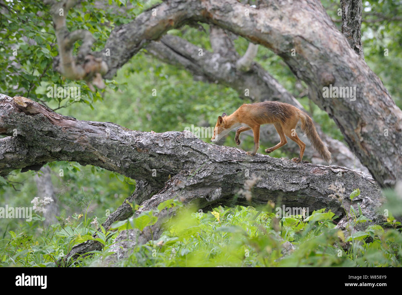 Le renard roux (Vulpes vulpes) marcher le long arbre tombé. La réserve