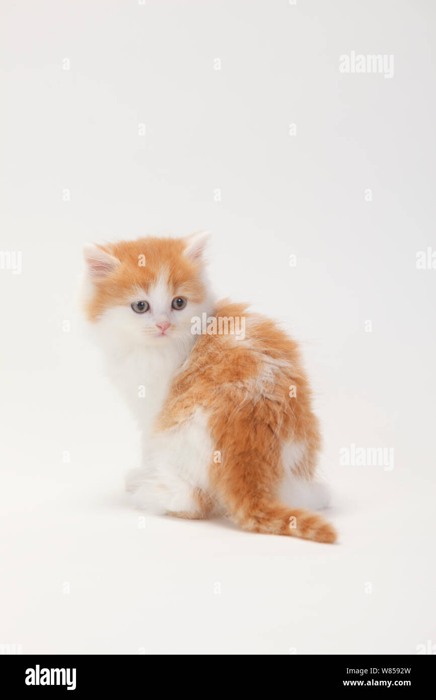 British Longhair chat, chaton de 8 semaines assis, avec couche de blanc-rouge Banque D'Images