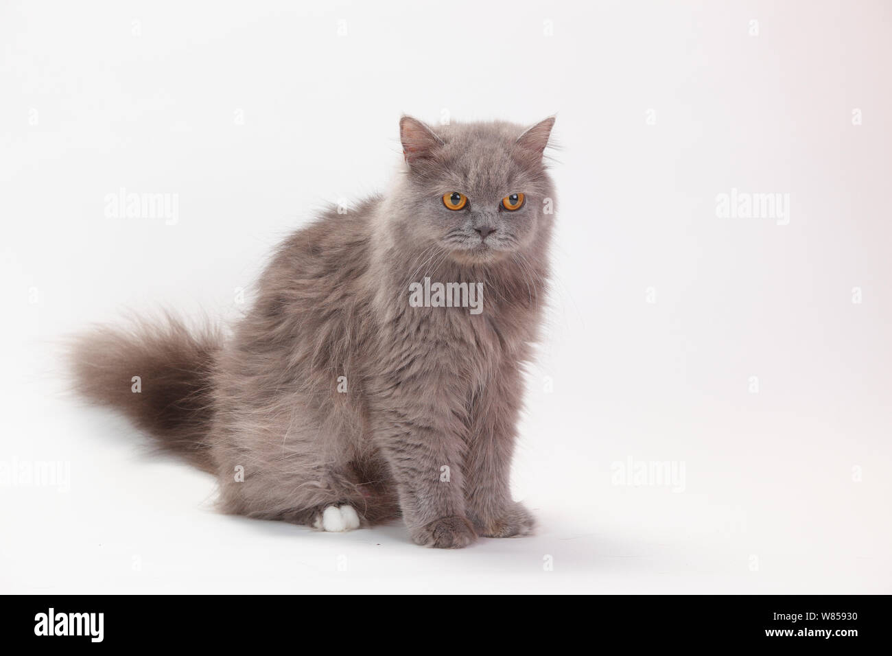 British Longhair Cat sitting, avec manteau bleu-blanc Banque D'Images