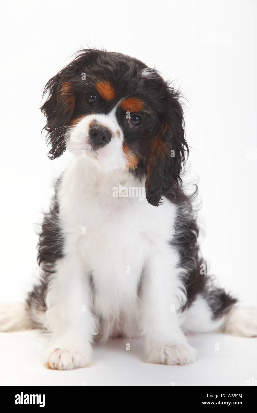 Cavalier King Charles Spaniel chiots avec manteau tricolore agee de 15 semaines avec tete arme d un cote Photo Stock Alamy