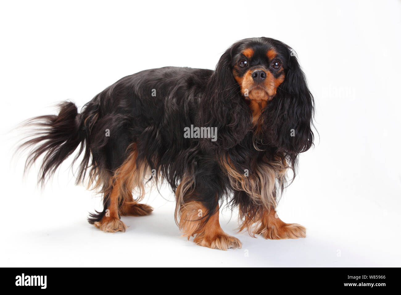 Cavalier King Charles Spaniel, chienne avec black-and-tan manteau, Comité permanent Banque D'Images