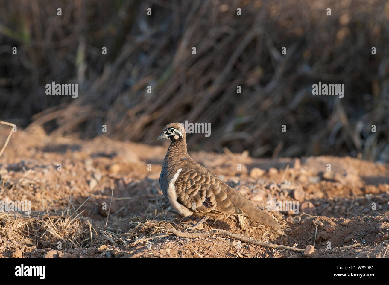 Pigeon de squatters (Geophaps scripta) profile, Queensland Australie Banque D'Images