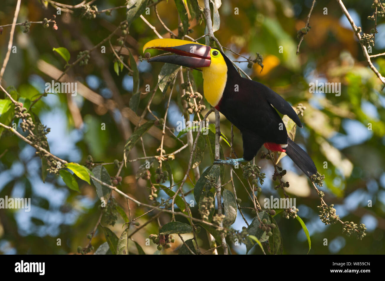 Chestnut-mandibled Toucan (Ramphastos swainsonii) La Selva, Costa Rica Banque D'Images