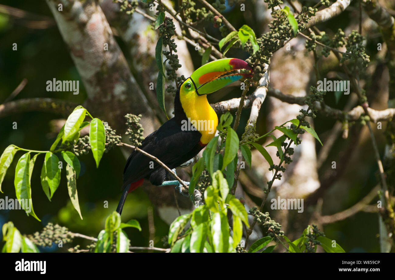 Keel-billed Toucan (Ramphastos sulfuratus) La Selva, Costa Rica Banque D'Images