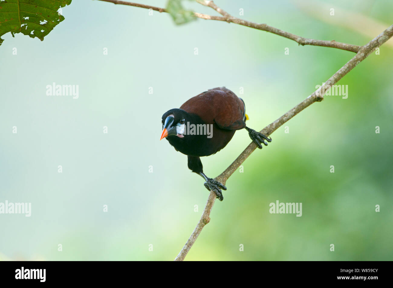 Montezuma Oropendola (Psarocolius montezuma) Costa Rica Banque D'Images
