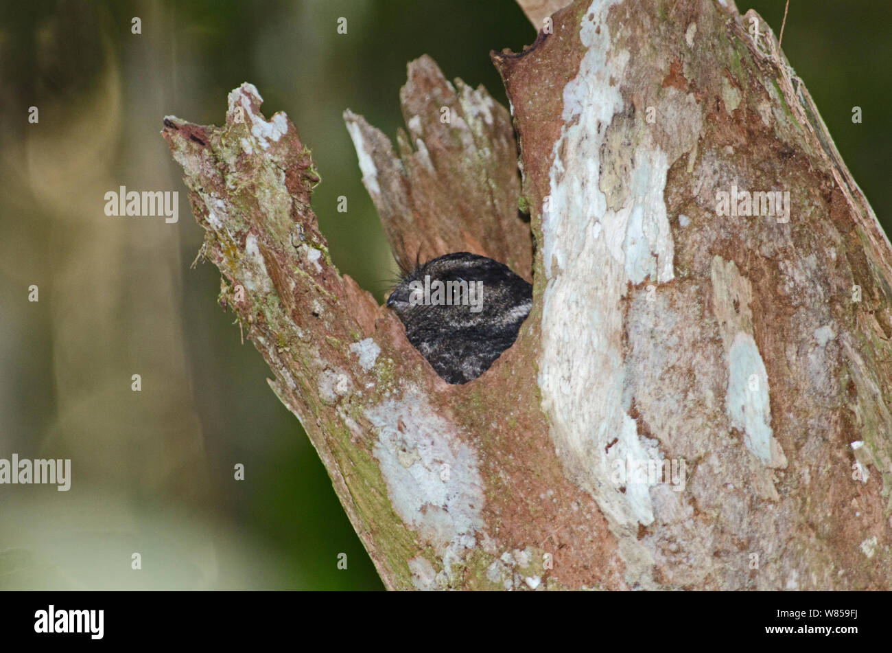 Owlet-Nightjar barré (Aegotheles bennettii) piquer la tête de roost arbre, Varirata NP, Papouasie Nouvelle Guinée Banque D'Images