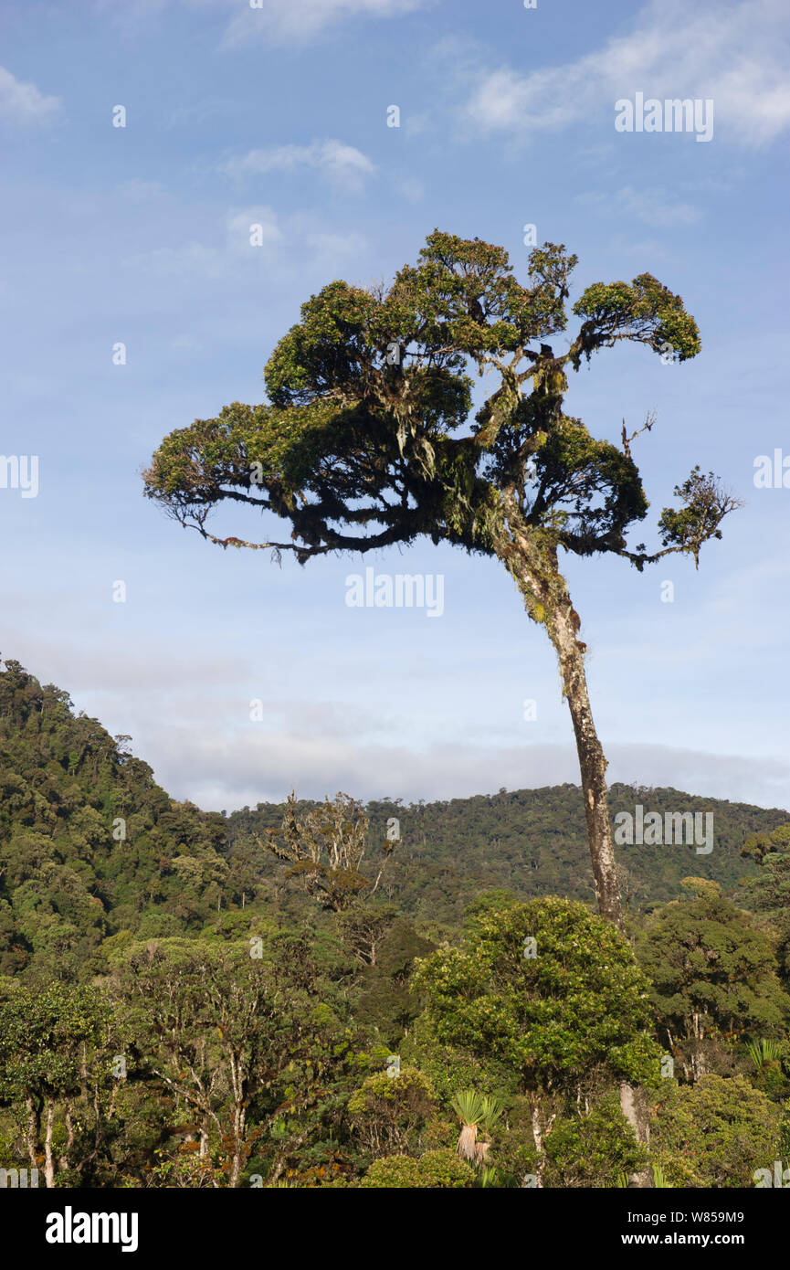 Un grand arbre au-dessus de la croissance d'autres dans la forêt tropicale de montagne autour de Mont Hagen,Western Highlands, Papouasie Nouvelle Guinée Banque D'Images