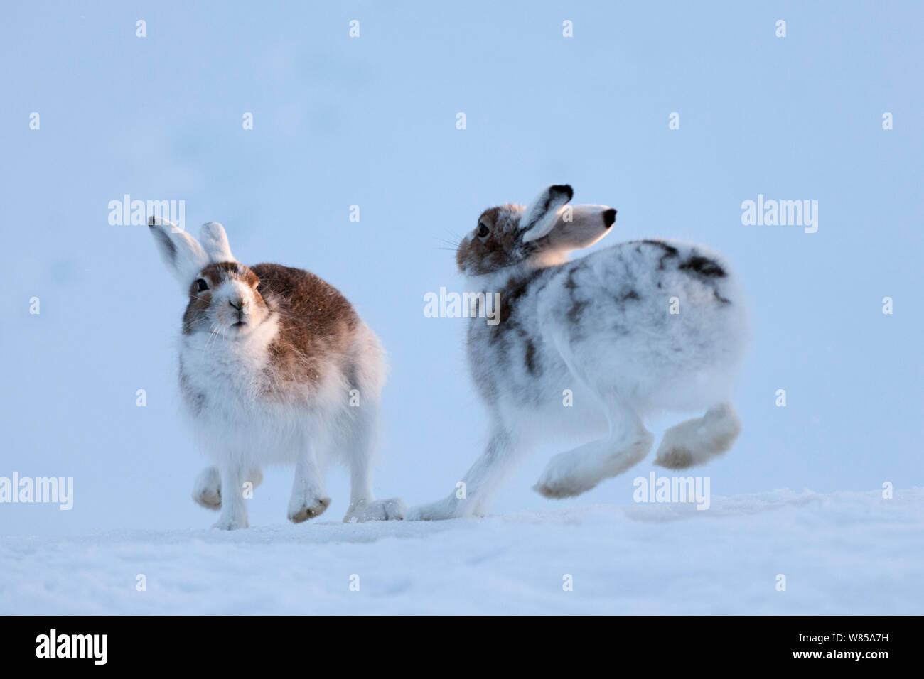 Approche d'un autre lièvre (Lepus timidus). Vauldalen, Sor-Trondelag (Norvège). Avril Banque D'Images