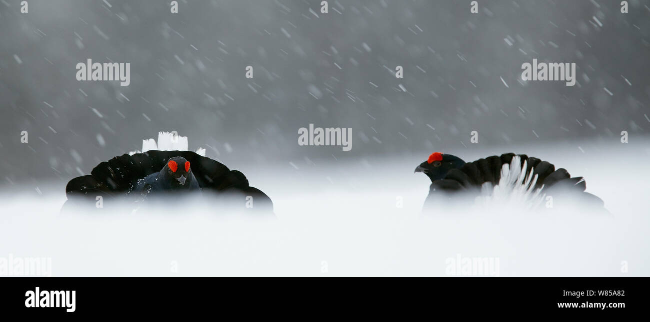 Deux hommes (Lyrurus tetrix tétras) affichage à lek, Kuusamo, Finlande, avril. Banque D'Images