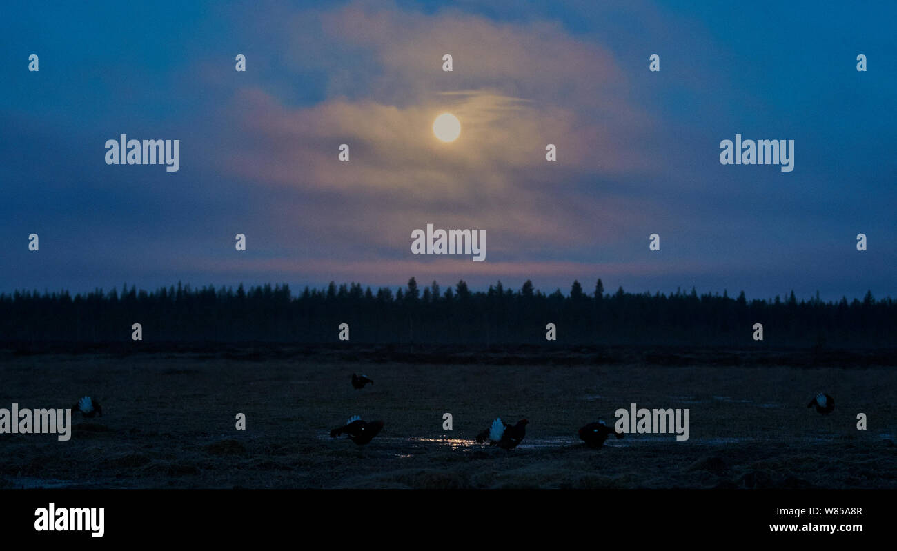 Groupe des tétras mâle (Lyrurus tetrix) affichage à lek au crépuscule, avec lune, Utajarvi, Finlande, avril. Banque D'Images