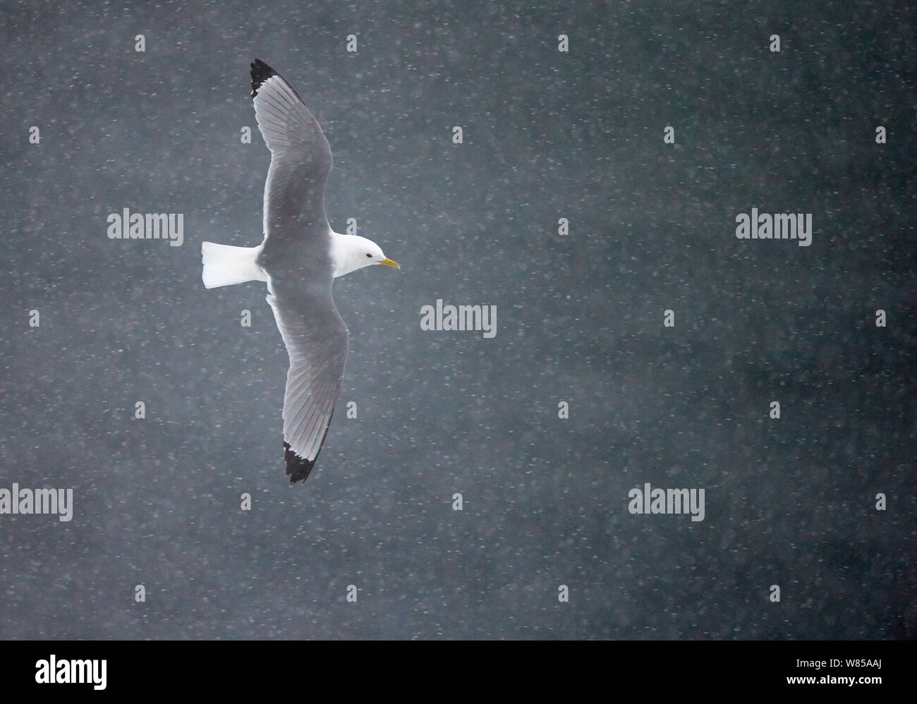 Mouette tridactyle (Rissa tridactyla) voler au-dessus de la mer, avec chute de neige, de Vardo, Norvège, mars. Banque D'Images