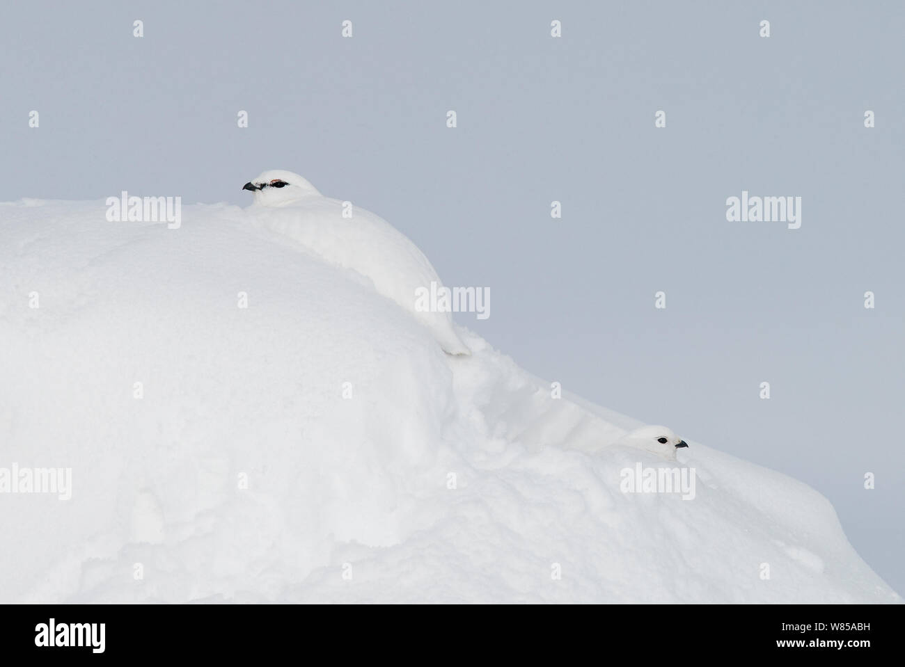 Paire de Rock de lagopèdes (Lagopus mutus) dans trou à neige, montrant plumage d'hiver, Utsjoki, en Finlande, en avril. Banque D'Images