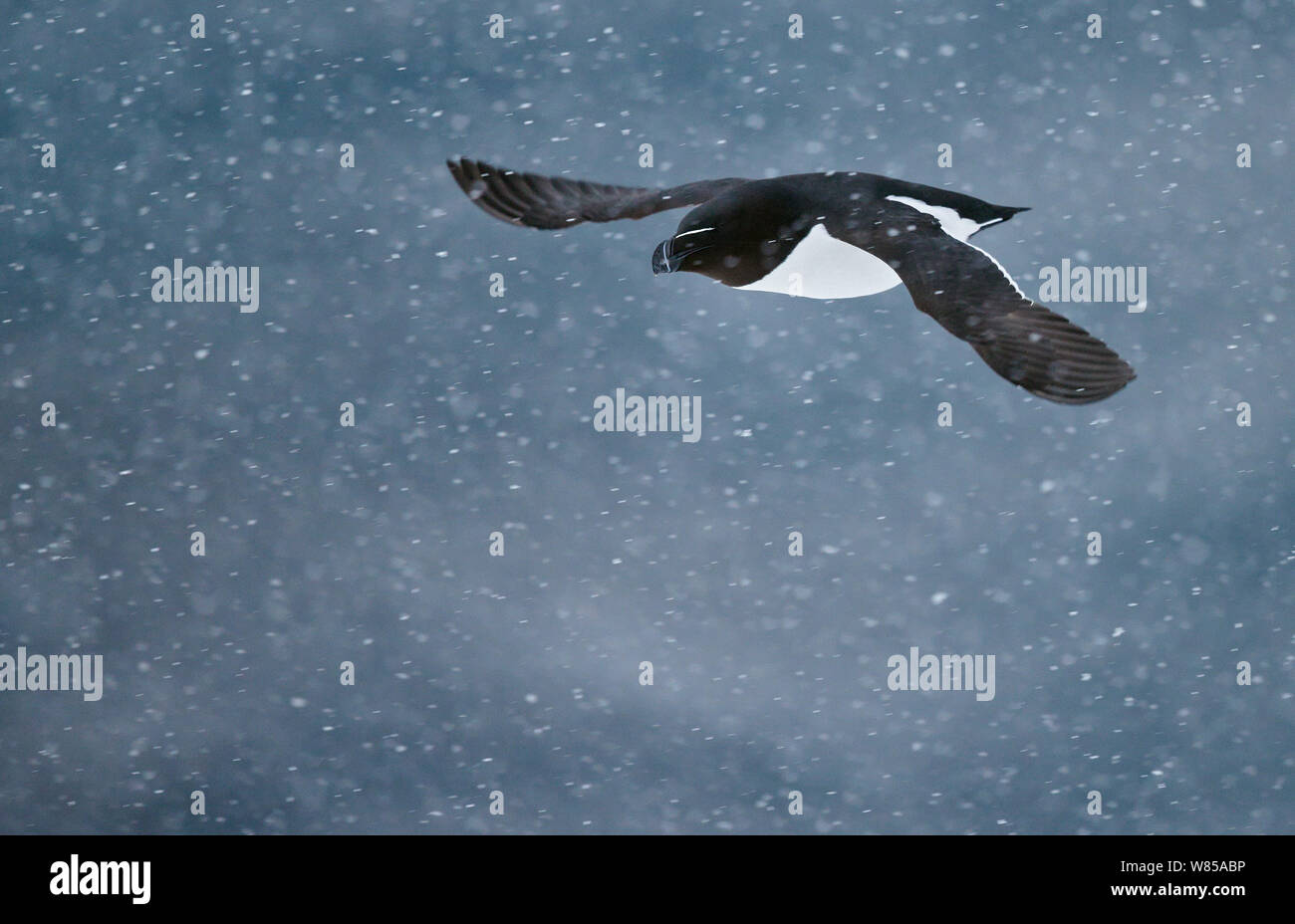 Petit pingouin (Alca torda) voler en chute de neige, de Vardo, Norvège, mars. Banque D'Images