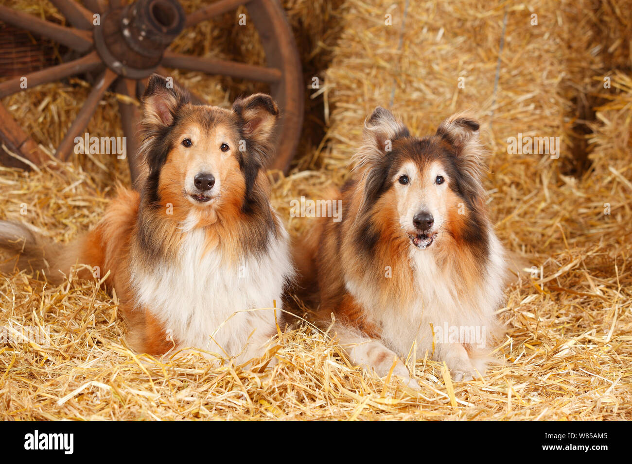 Rough Collies femelles, âgés de 10 et 14 ans dans la paille Banque D'Images