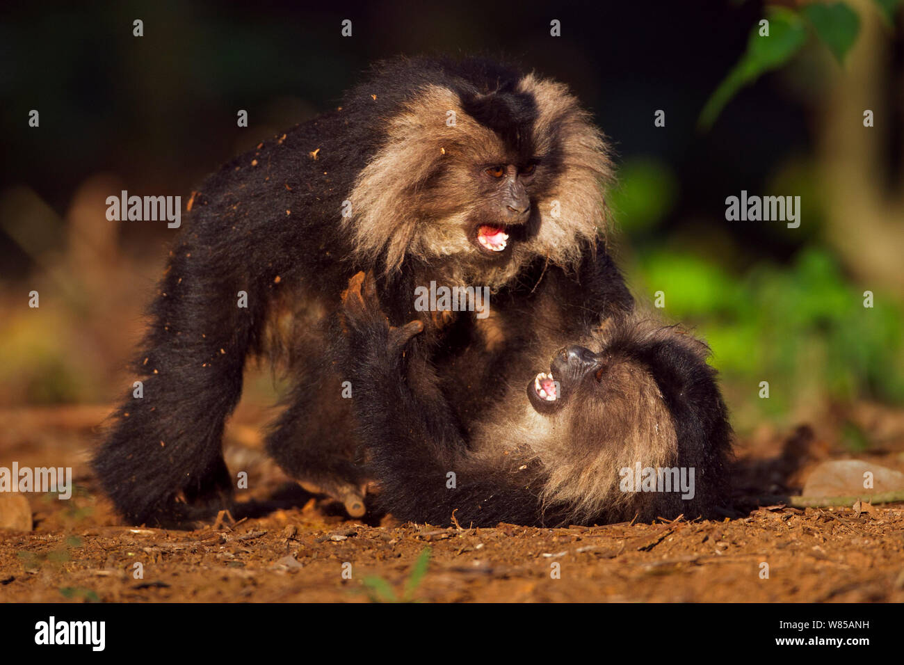 Lion-tailed macaque (Macaca silène) les mineurs de jouer. La Réserve de tigres de Anamalai, Western Ghats, Tamil Nadu, Inde. Banque D'Images