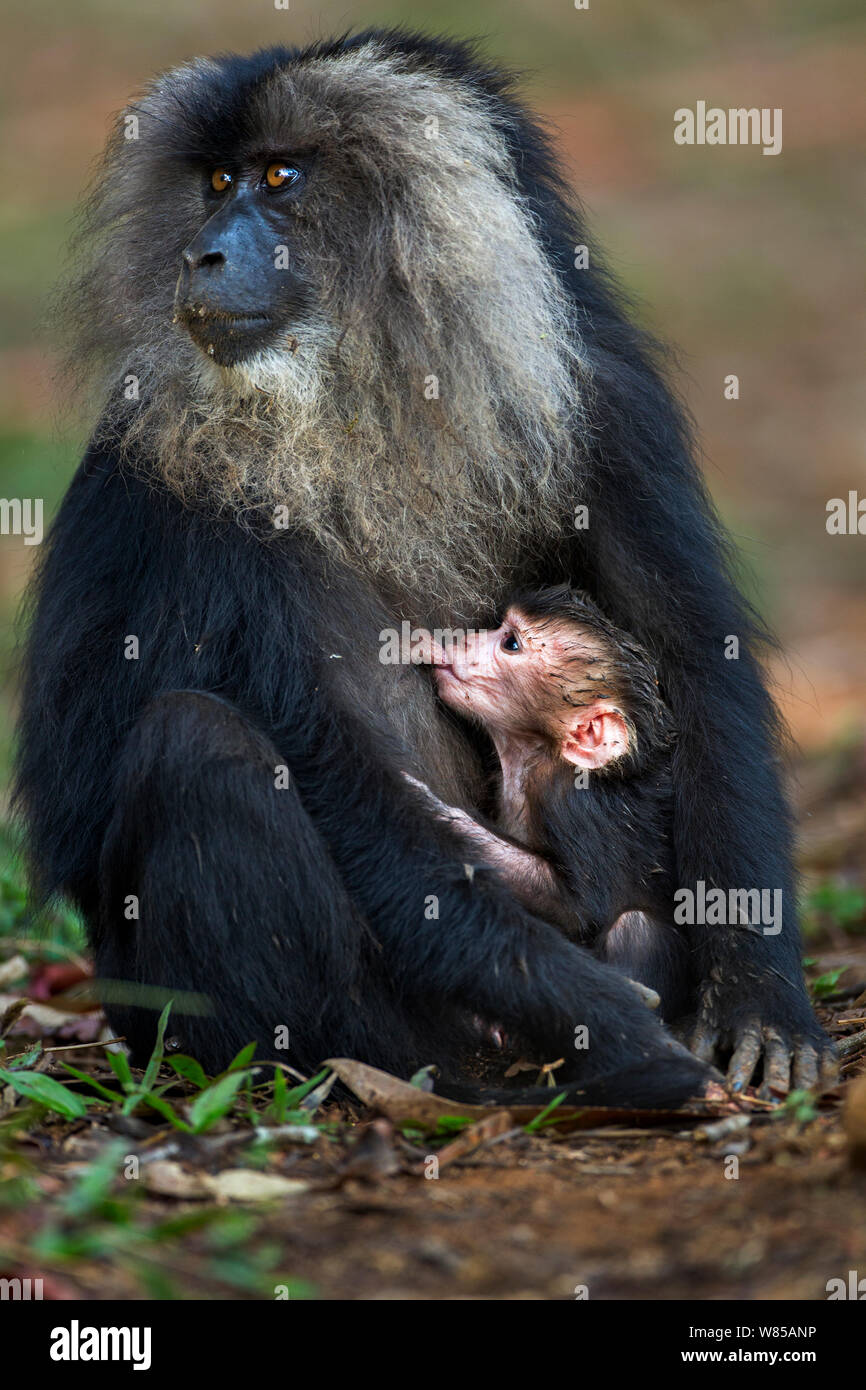 Lion-tailed macaque (Macaca silène) femelle tenant son bébé allaité âgés de moins de 1 mois. La Réserve de tigres de Anamalai, Western Ghats, Tamil Nadu, Inde. Banque D'Images