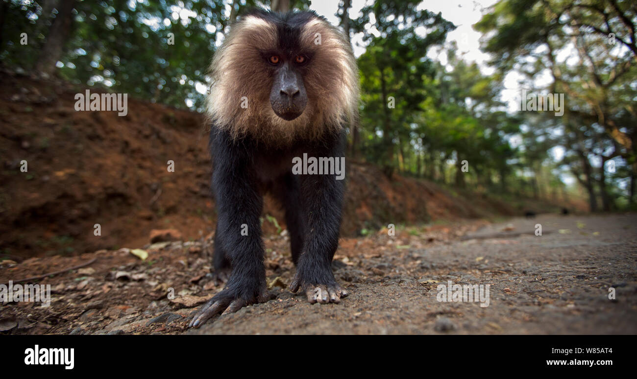 Lion-tailed macaque (Macaca silène) jeune homme approcher avec curiosité. La Réserve de tigres de Anamalai, Western Ghats, Tamil Nadu, Inde. Banque D'Images